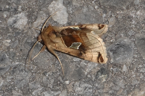 Autographa aemula, Noctuidae